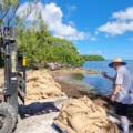 Mangrove restoration Day 1
