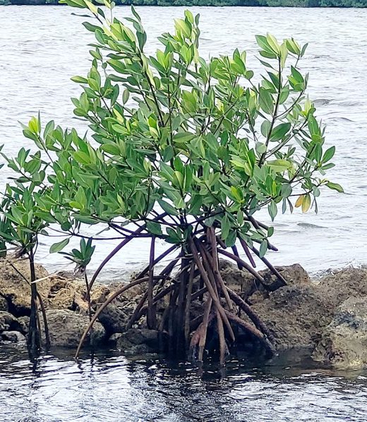 Mangrove 2-resized